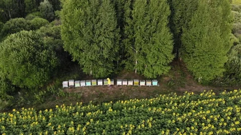 Beehive box farm surrounded by green forest. Above view of the apiary Stock Footage 189239963
