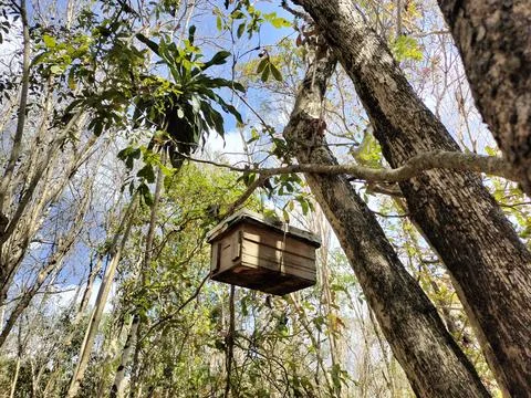 A beehive box hangs from a dead tree. A bee home in the forest. Photos