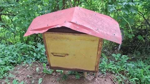 Beehive box standing on ground in green forest video Video stock 338984690