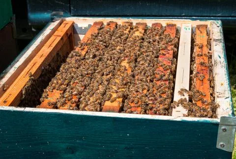 Beehive boxe Stock Photos