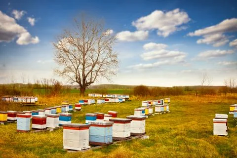Beehive boxes Stock Photos