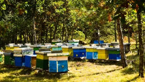 Beehive boxes placed in the forest between the trees on a sunny day 스톡 사진