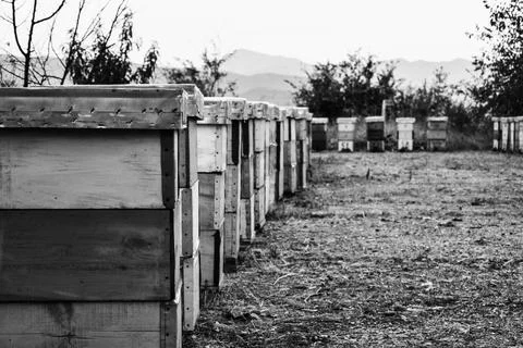 Beehive boxes placed  in the nature no colors edit Stock Photos