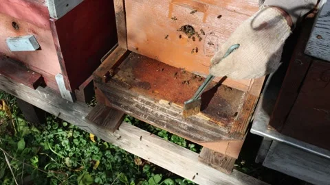 Beehive Cleaning, Preparation for Winter Stock Footage 318901080