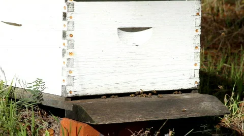 Beehive close-up Stock Footage 599337