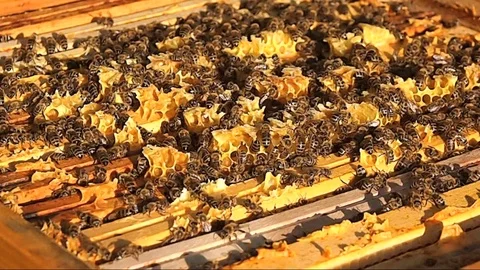 Beehive - close up Stock Footage 102774251