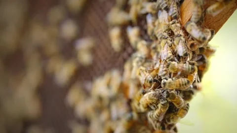 Beehive Close Up Stock Footage 255063742