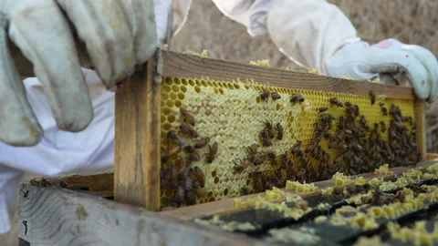 Beehive close up Stock-Footage 279114539