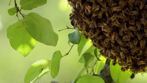Beehive close up. Many bees working. Green background. Stock Footage 99156861