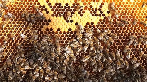Beehive, close up shot Video stock 107365738