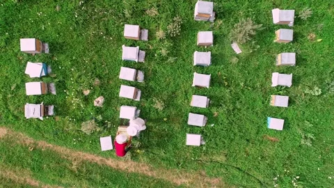 Beehive Colony Stock Footage 340649515
