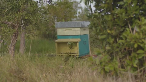 Beehive covered by bush with Bees Flying in and out, biodiversity and harmony Stock Footage 323435044