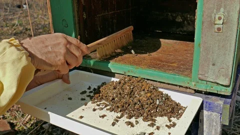 Beehive deadout. Beekeeper cleans dead bees from the bottom of the beehive Vídeos de archivo 105347652