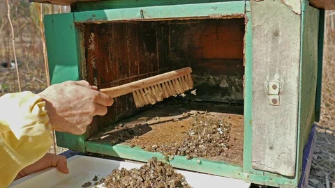 Beehive deadout. Beekeeper cleans dead bees from the bottom of the beehive Vídeos de archivo 127625406