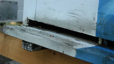 Beehive entrance Stock Footage