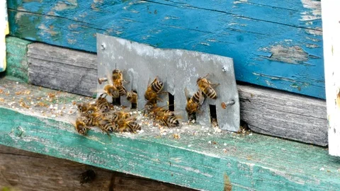 Beehive entrance at springtime Stock Footage 87908996