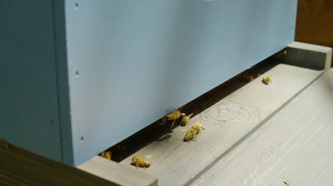 BEEHIVE ENTRANCE (ZOOM OUT) Stock Footage