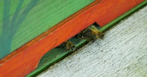 A beehive entrence Stock Footage 263387999
