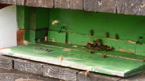 Beehive Stock Footage 75541655