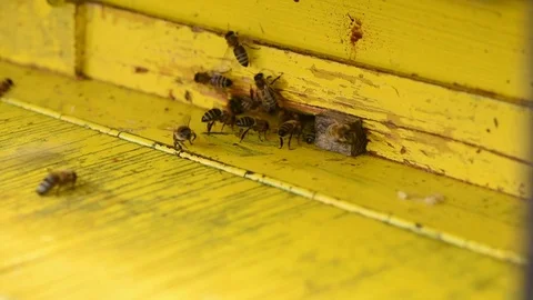 Beehive Stock Footage 75541728