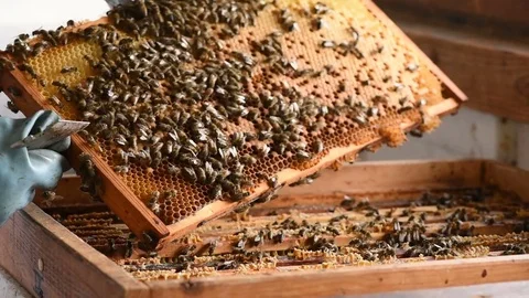 Beehive Stock Footage 75541943