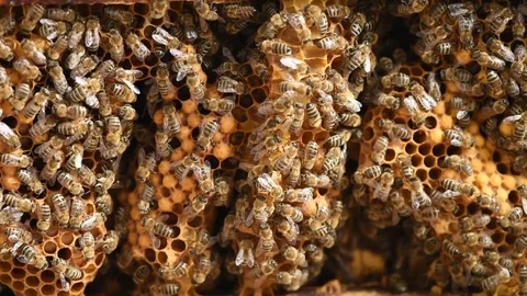Beehive Stock Footage 75542420