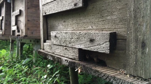 Beehive Stock Footage 91237709