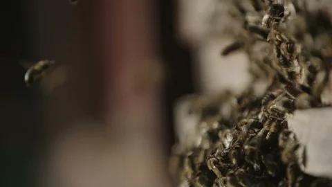 Beehive 스톡 동영상 95974817