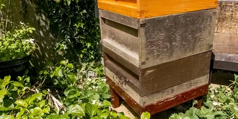 Beehive Stock Footage 108037968