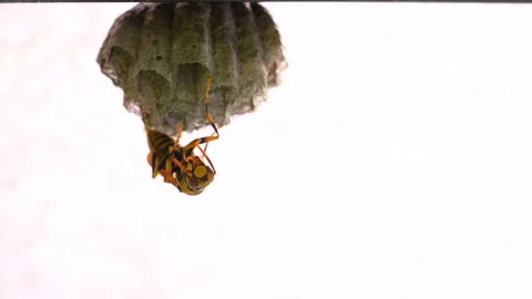 Beehive. Stock Footage 158492662