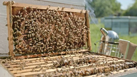 Beehive Stock Footage 171558854