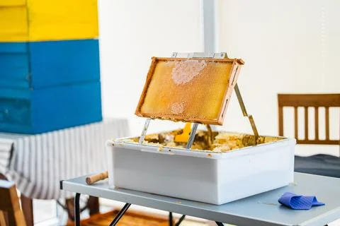 Beehive Frame with Closed and Capped Honeycombs Positioned ona Decapping Tr.. Stock Photos