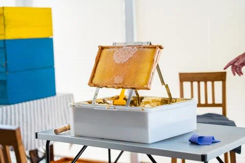 Beehive Frame with Closed and Capped Honeycombs Positioned ona Decapping Tray Stock Photos