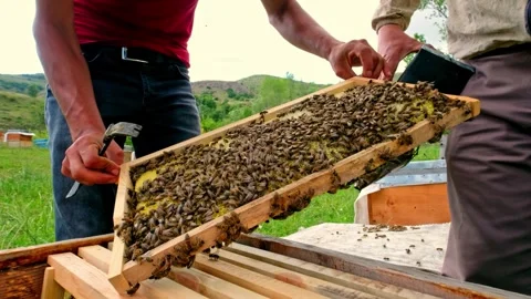 Beehive Frame Stock Footage 340650004
