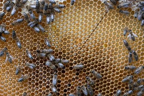 Beehive Frame Hexagonal Pattern With Bees Foto stock