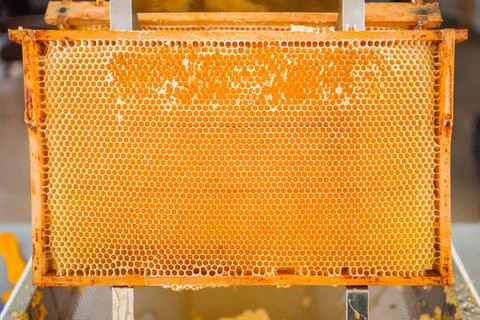 Beehive Frame with Honeycombs Placed on a Decapping Tray Frontal View Stock Photos