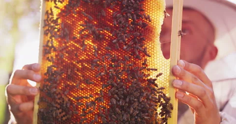 Beehive frame with a lot of roaming bees, and honeycombs, and wax, and honey Vídeo Stock 140418817