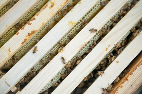 Beehive with frames full of bees closeup Stock Photos