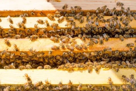 Beehive with frames full of bees closeup Stock Photos