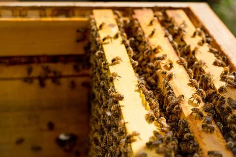 Beehive with frames full of bees closeup Stock Photos