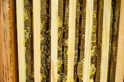 Beehive with frames full of bees closeup Stock Photos