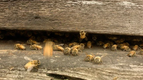 Beehive front in grassy field on overcast day (Extreme Close-up) Stock Footage 38031960
