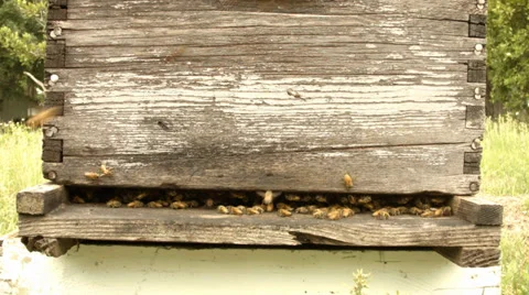 Beehive Front in grassy field on overcast day (Medium Close-Up) Stock Footage 38032079