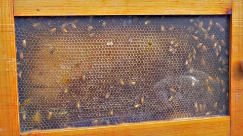 Beehive in Full HD Stock Footage 82986343