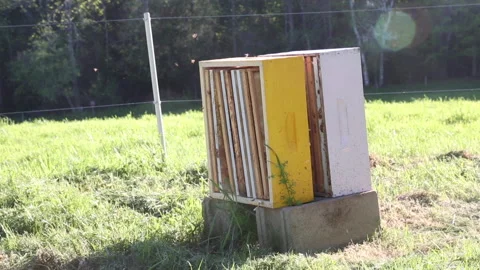 BEEHIVE HANDHELD Stock-Footage 186576802