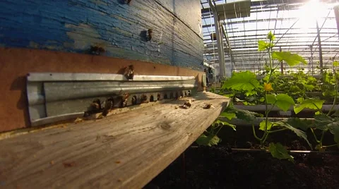 Beehive . Hive. Pollination. cucumbers. Gopro Video stock 61075705