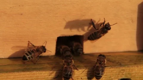 Beehive hole Stock Footage 84725527
