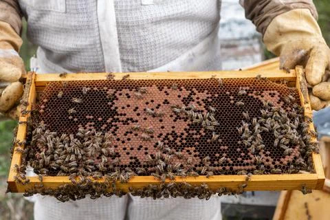 Beehive honeycomb held by beekeeper Stock Photos