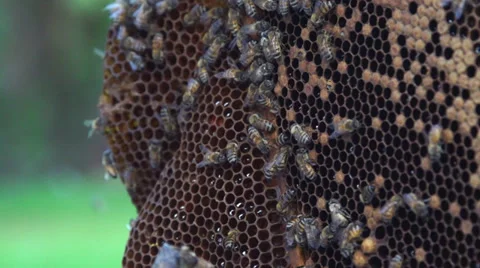 Beehive honeycomb slow motion  Video stock 27542667