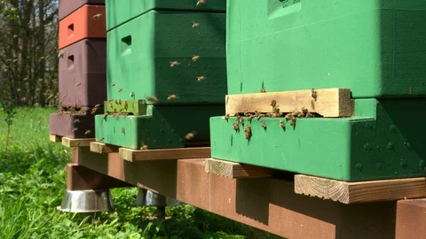 Beehive - Honeycomb in Spring, Bees close up Stock Footage 129266372